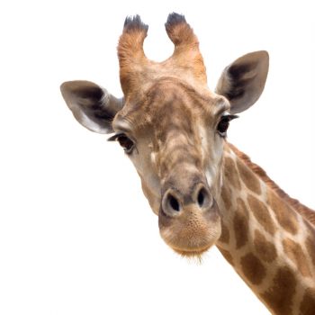 muursticker giraffe kinderkamer ideeen goedkoop verven muur bed jungle dieren inspiratie afrika sdaasd