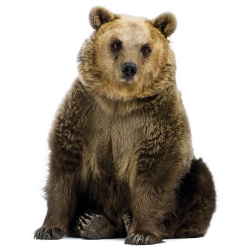 muursticker beer kinderkamer kek echte dieren bos ideeen inspiratie bear