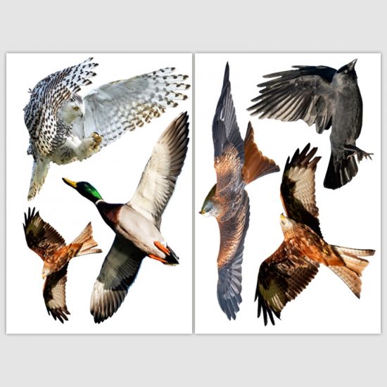 raamsticker herbruikbaar vogels eend uil arend kraai vogelbescherming bird sticker protect alert vogelstickers vogelsasd