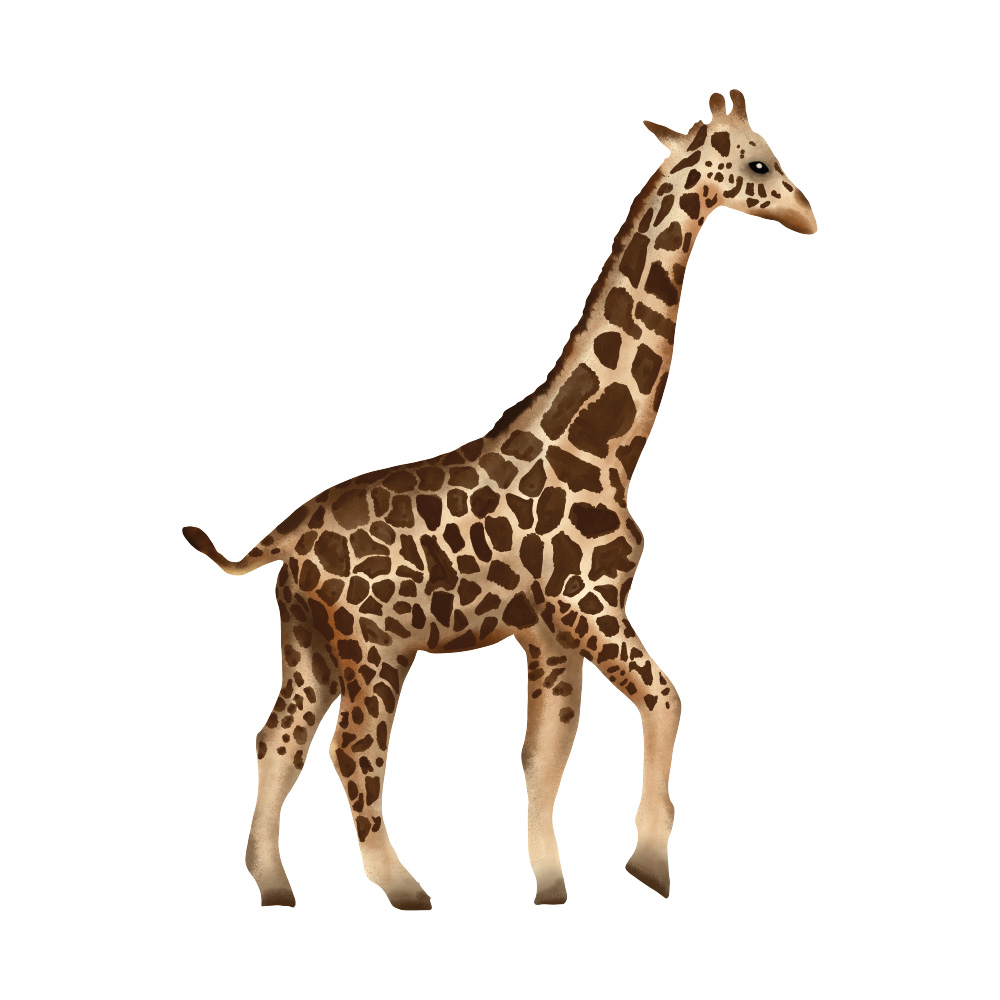 Muurstickers kinderkamer: Muursticker groeimeter giraffe